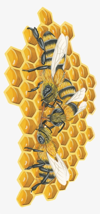 Bees On A Honeycomb - Honeycomb #5769370