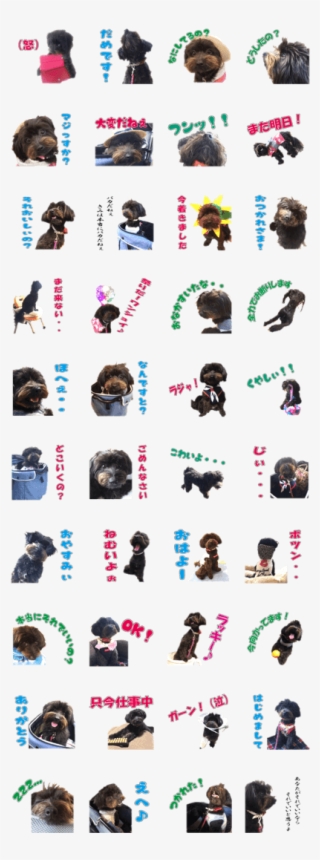 Cute Little Mix Dog Anzu - Ape #5769372