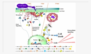 Defence-related Molecules Involved In Response Of Lentil - Lentil #5770932