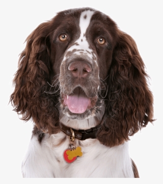 English Springer Spaniel #5771994