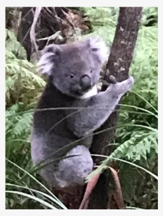Koala In The Rain #5774067