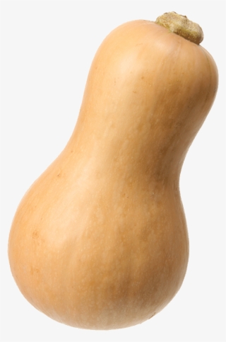 Butternut Squash #5780675