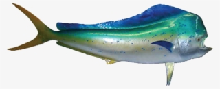 Mahi Mahi - Mahi Mahi Dead #5780962