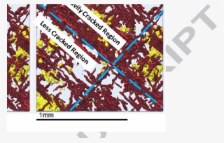 Vector Freeuse Download Microct Data Showing The And - Yellow #5781809