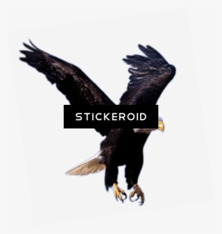 Eagle - Eagle .png #5782048