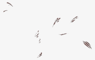 Flock #5782114