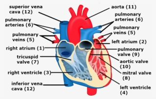 Veins And Venules - Venules In The Heart - Free Transparent PNG ...