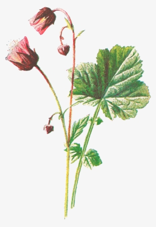 Vintage Flower Illustration Png For Kids #5783236