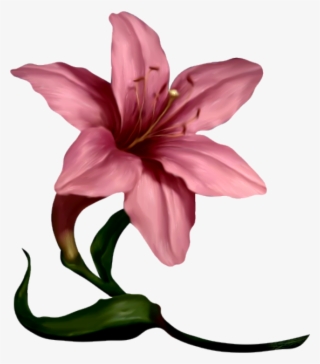 Flower Clipart, Plant Art, Daffodils, Lilies, Florals, #5783472