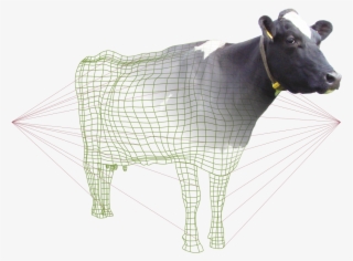 Bf Cows Grazinglazersr - Cattle #5784779