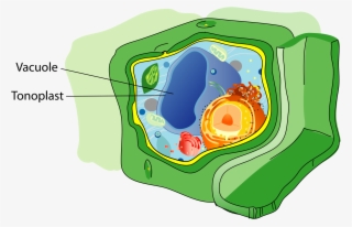 Plant Cell Structure #5785307