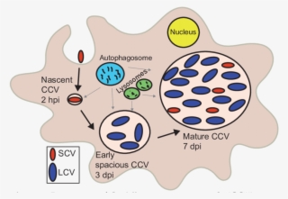 1 Biogenesis Of Coxiella Containing Vacuole - Coxiella Burnetii Scv Lcv #5785352