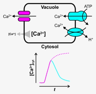 How The Vacuole May Shape Transient Changes In Cytosolic - Diagram #5785405