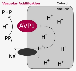 The Difference In Electrochemical Potential For Protons - Diagram #5785523