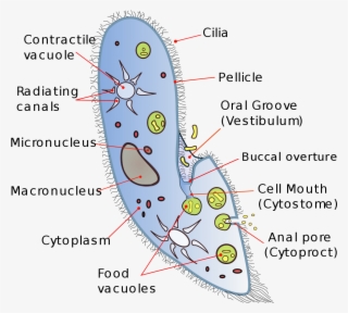 Contractile Vacuole #5785574 Contractile Vacuole #5785574