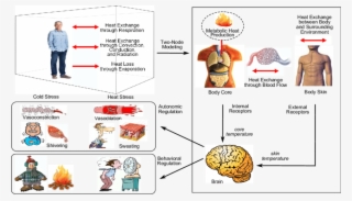 The Human Thermoregulatory System - Human #5785740