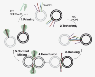 When Considering The In Vitro Fusion Reaction, The - Sophia-shree B.k.somani Polytechnic #5786036