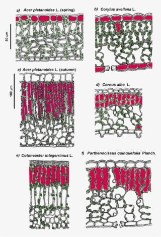 Thus, Anthocyanins, Flavonol And Phenolic Acid Derivatives, - Anthocyanin Photoprotection #5786169