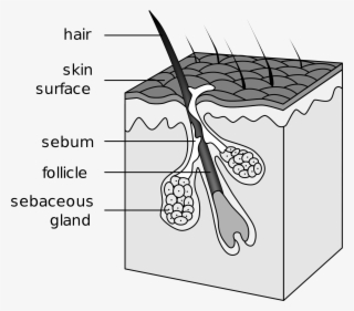 Hair Transplant #5786454