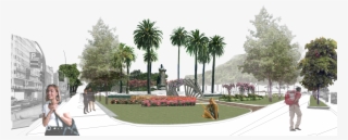 Rosaleda - Quercus Rubra #5786617