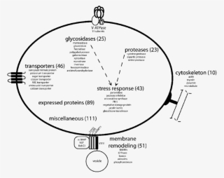 Schematic Of The Plant Vacuole And Functional Categorization - Figuras Geometricas Para Armar Esfera #5786682