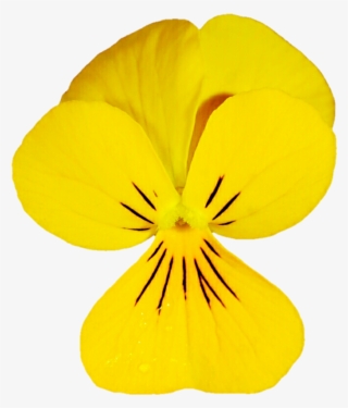 Dainty Yellow Viola By Jeanicebartzen27 - Pansy #5786750