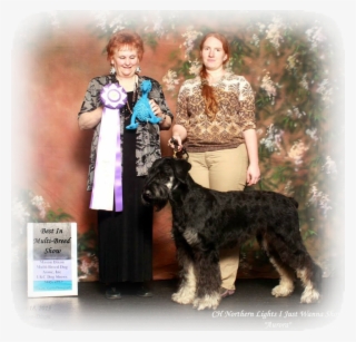 Cadaver Dog Best In Show Grand Champion Rally And Barn - Standard Schnauzer #5786935