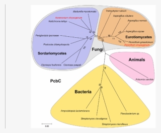 Phylogenetic Tree Of Pcbc - Diagram #5790225