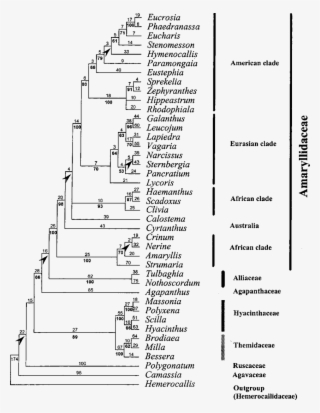 One Of The 40 Most Parsimonious Trees Found For The - Document #5790583