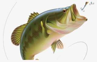 Massena-bass - Largemouth Bass #5794339