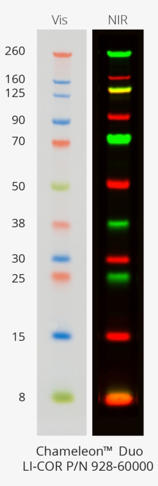 Chameleon Duo Data - Chameleon Ladder #5794659