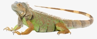 Imagenes Iguana #5794716