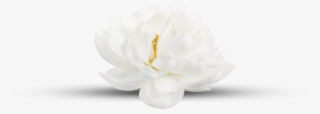 A Conscious And Loving Approach To Balance, Healing - White Flower White Background #5795483