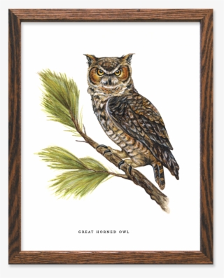 Great Horned Owl Print - Great Horned Owl #5797796