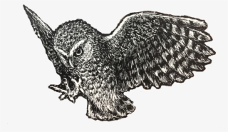 Owl - Great Horned Owl #5798163