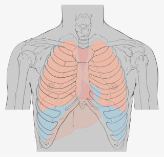 Landmark For Heart Sounds #5798208