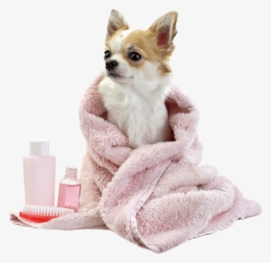 Dog Bath Png Transparent Dog Bath - Chihuahua August Notebook Chihuahua Record, Log, Diary, #580682
