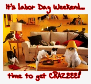 Catnip Party #581237