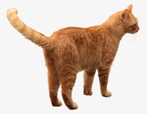 Orange Tabby Cat Transparent #582811