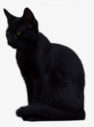 Free Icons Png - Black Cat Png Transparent #582872