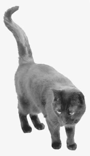 Download Free High-quality - Black Cat Transparent Background #582897