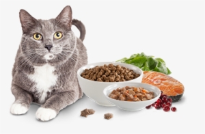 Dog And Cat Png - Cat #583125