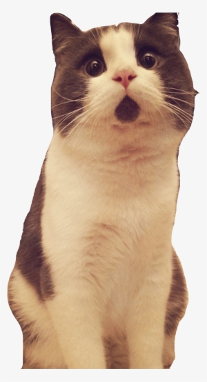 Banye Surprised Cat Looking Up - Scared Cat Transparent Background #583232