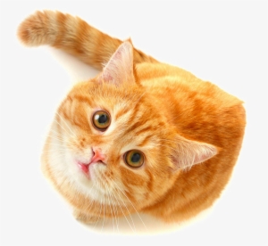 Cute Cat Png Free Download - Orange Cat Png #583451