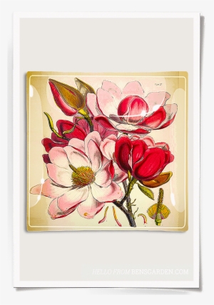 Emilie Pink Magnolia Decoupage Glass Tray - Magnolia Flower Flower Illustration #583766