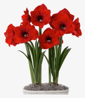 Red Amaryllis In Flower Pot - Bulbos De Amaryllis #583797