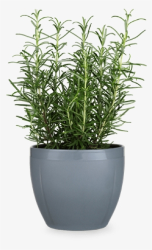 Flower Pot Png #584156