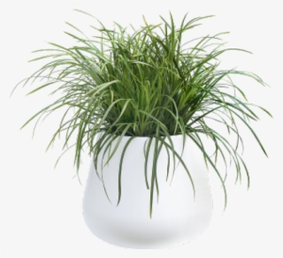 Pot Plant Png - White Potted Plant Png #584196