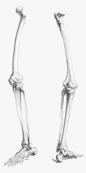 Legs By Chaseandlinda On - Leg Bone Png #584237