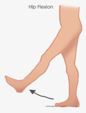 Flexion Of The Hip 12 - Tights #584441